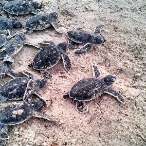 Meet your Posher, Pam